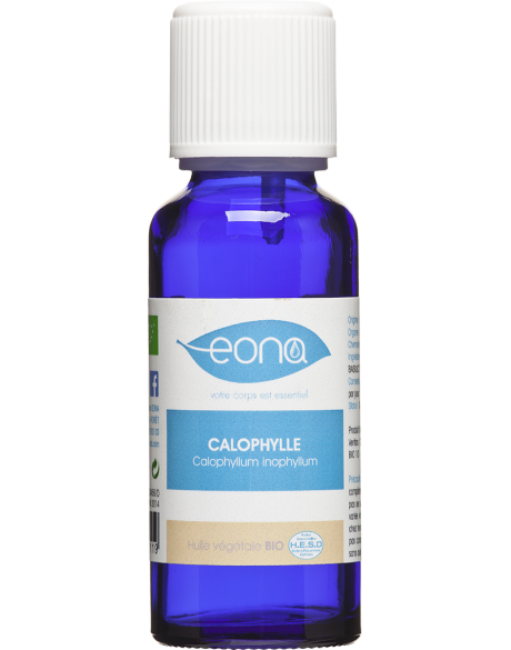 Organic Tamanu Nut Vegetable Oil Organic Tamanu Nut Vegetable Oil