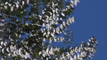 Eucalyptus globulus