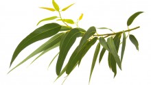 eucalyptus, huiles essentielles, HE