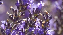 Lavande officinale