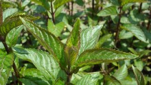 Menthe poivrée