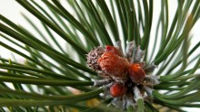 Pin sylvestre