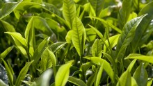Tea-tree